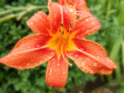 Hemerocallis bloom flower