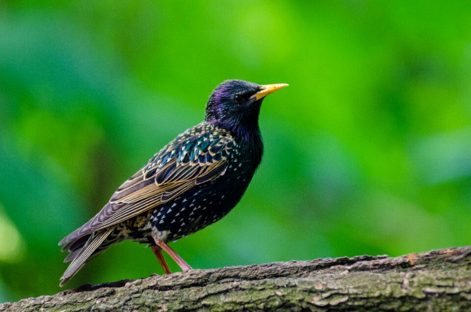 Bird feathers nature photo