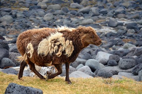 Wool mammals fur