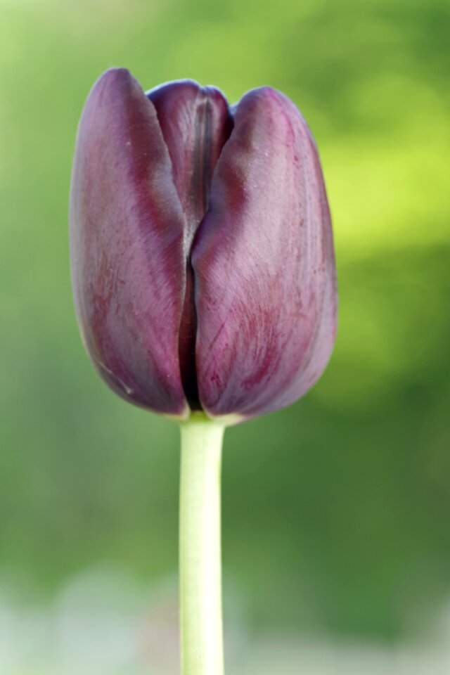 Vertically single the petals