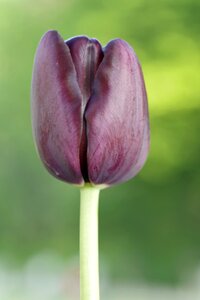 Vertically single the petals