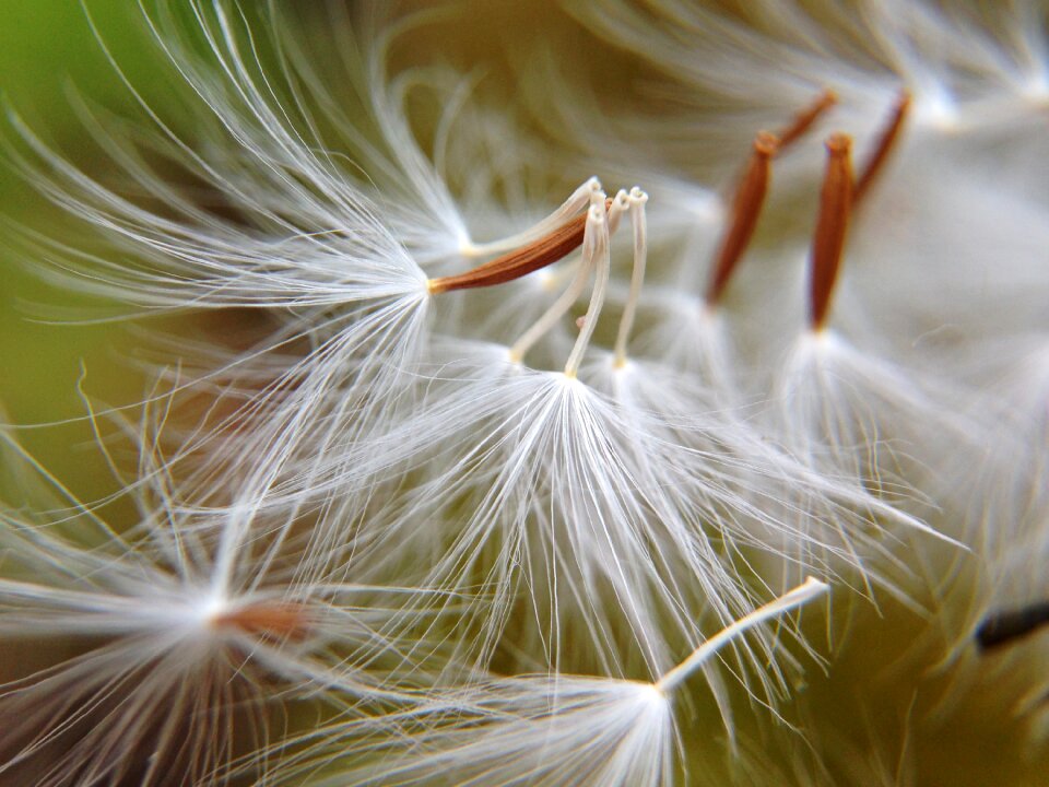 Dandelion flowers light