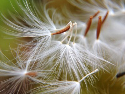 Dandelion flowers light