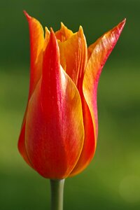 Cup the petals macro