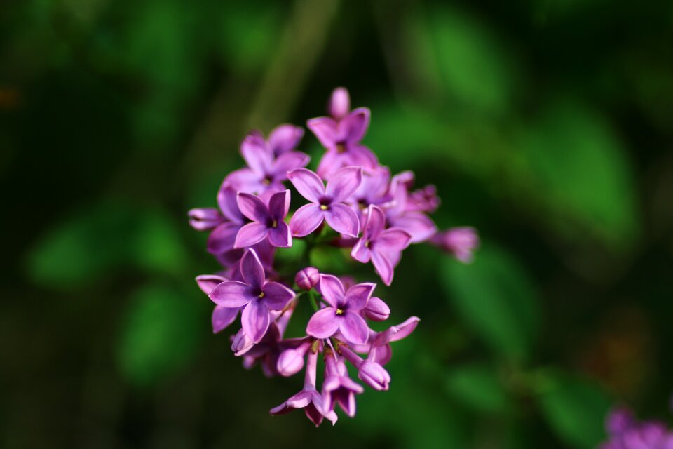 Garden spring nature