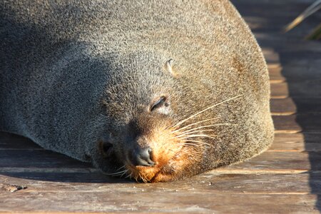 Sea animal animal wild