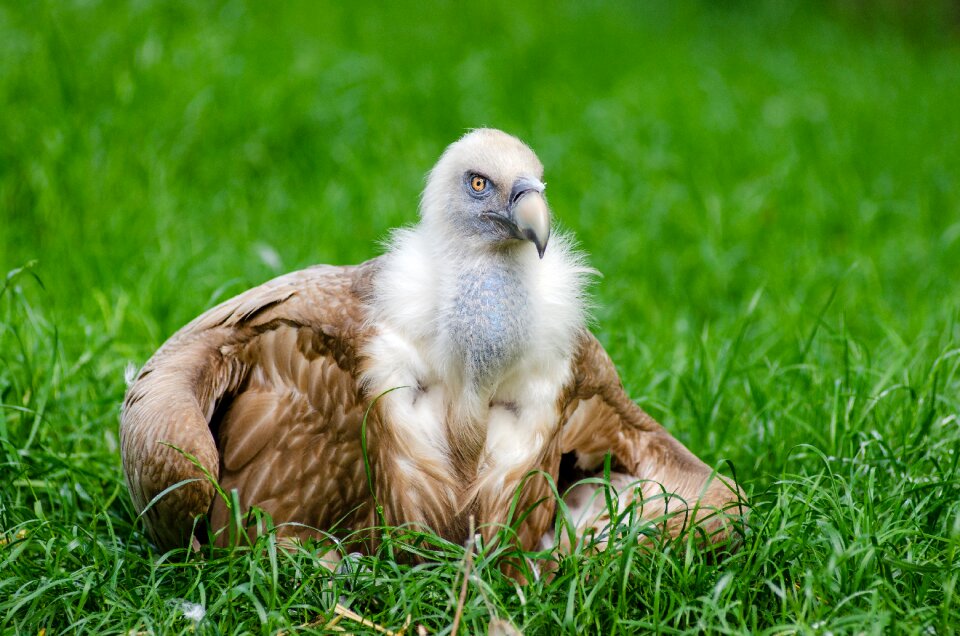 Grass outdoors plumage