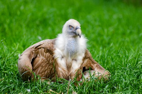 Grass outdoors plumage photo