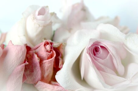 Pink dusky pink vintage