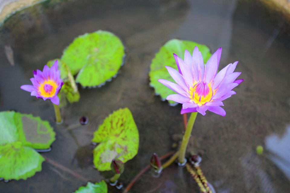 Plant blossom bloom