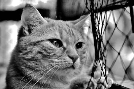 Web wait red