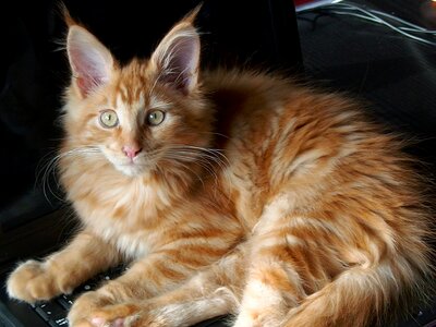 Maine coon domestic cat animal photo