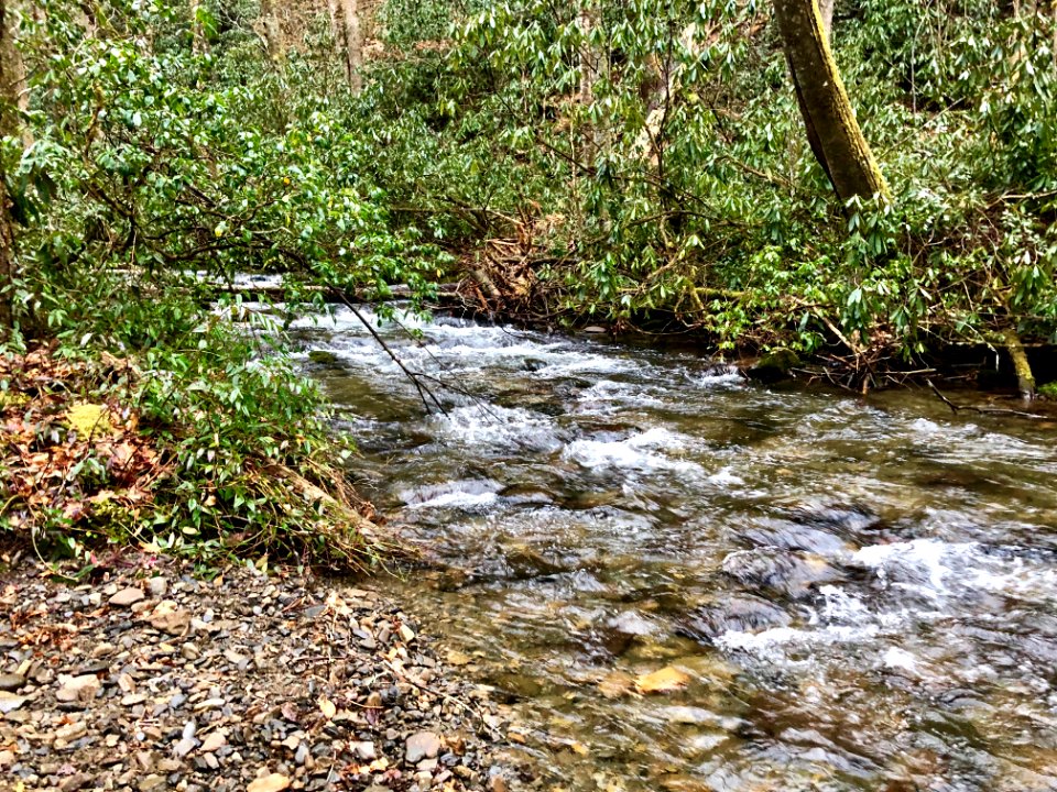 Cataloochee Creek, Cataloochee, NC 