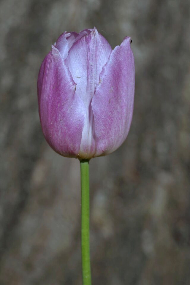 Single flower vertically