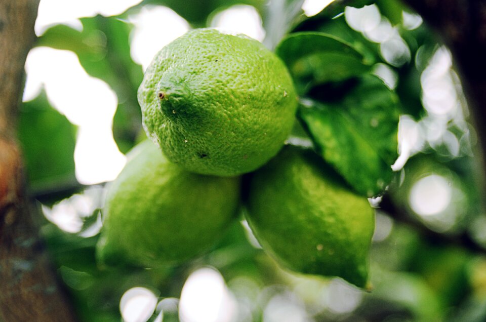 Fresh nutrition food