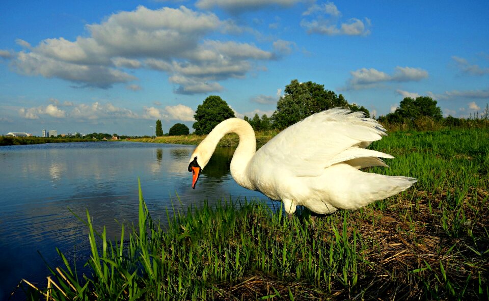 Waterfowl cygnus white