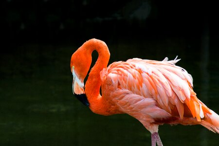 Exotic tropical colorful photo