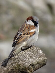 Animal bird nature