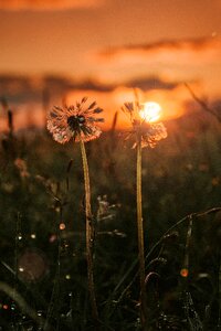 Sunset flowers call