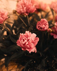 Moody flowers interior