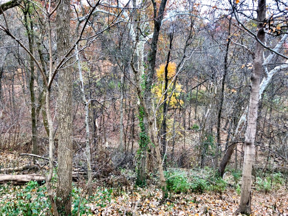 Burnet Woods, Clifton, Cincinnati, OH 