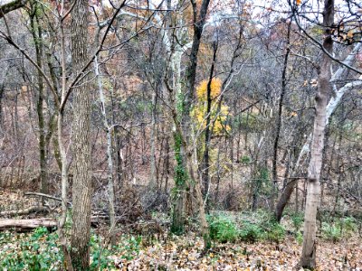 Burnet Woods, Clifton, Cincinnati, OH 