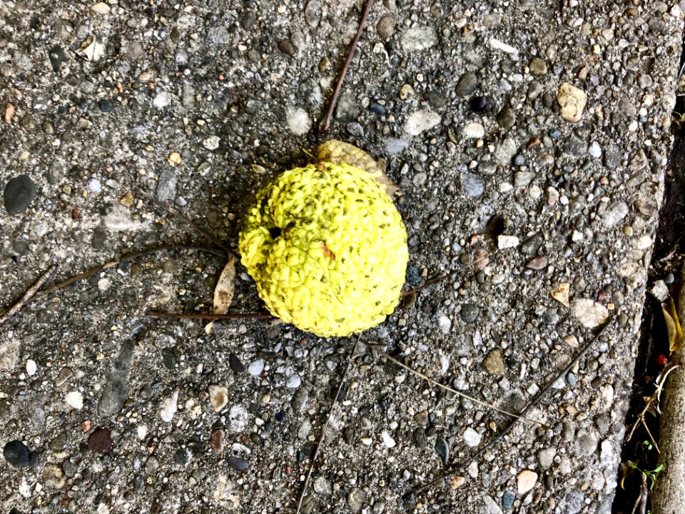 Hedge Apple, Albion Place, Mount Auburn, Cincinnati, OH 