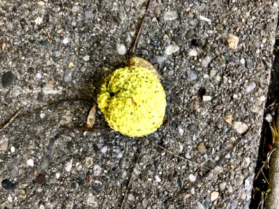 Hedge Apple, Albion Place, Mount Auburn, Cincinnati, OH 