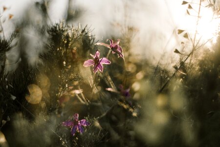 Flowers moody dull