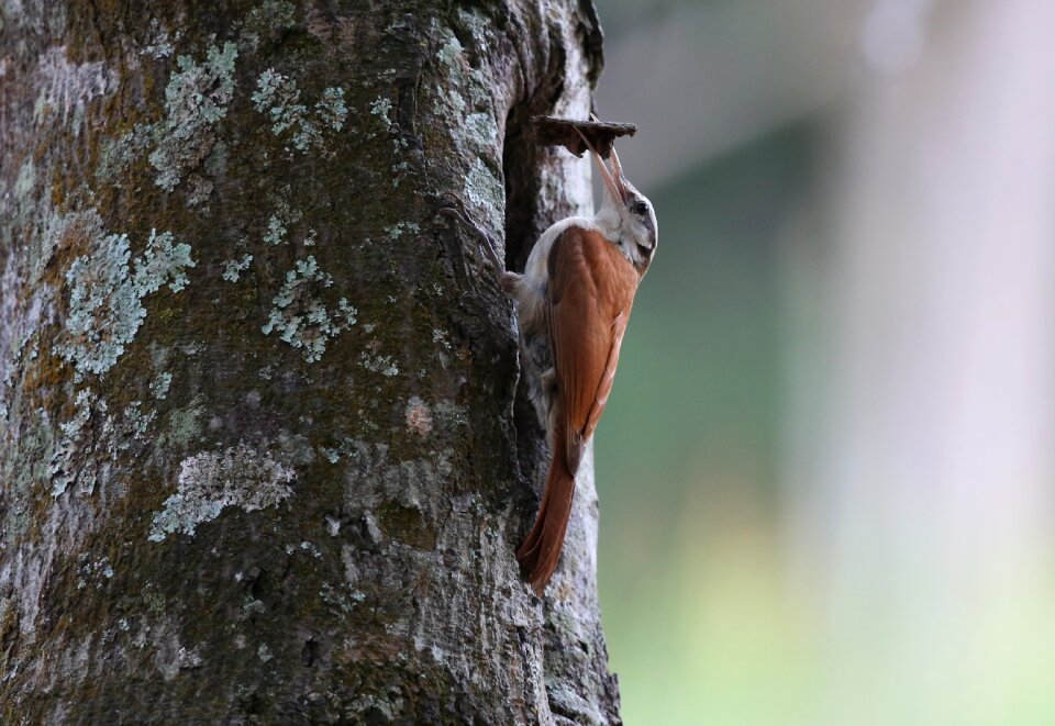 Going up making nest tropical bird