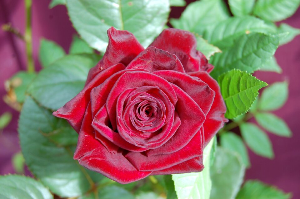 Red love valentine
