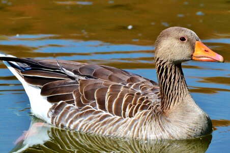 Water bird poultry swim