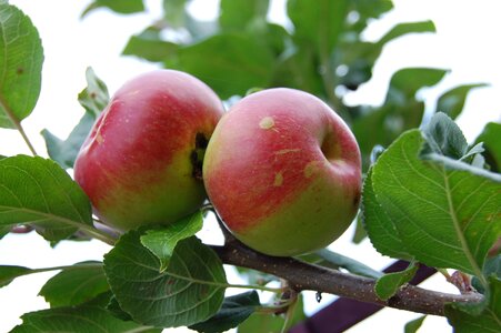 Apple tree gardening green apple