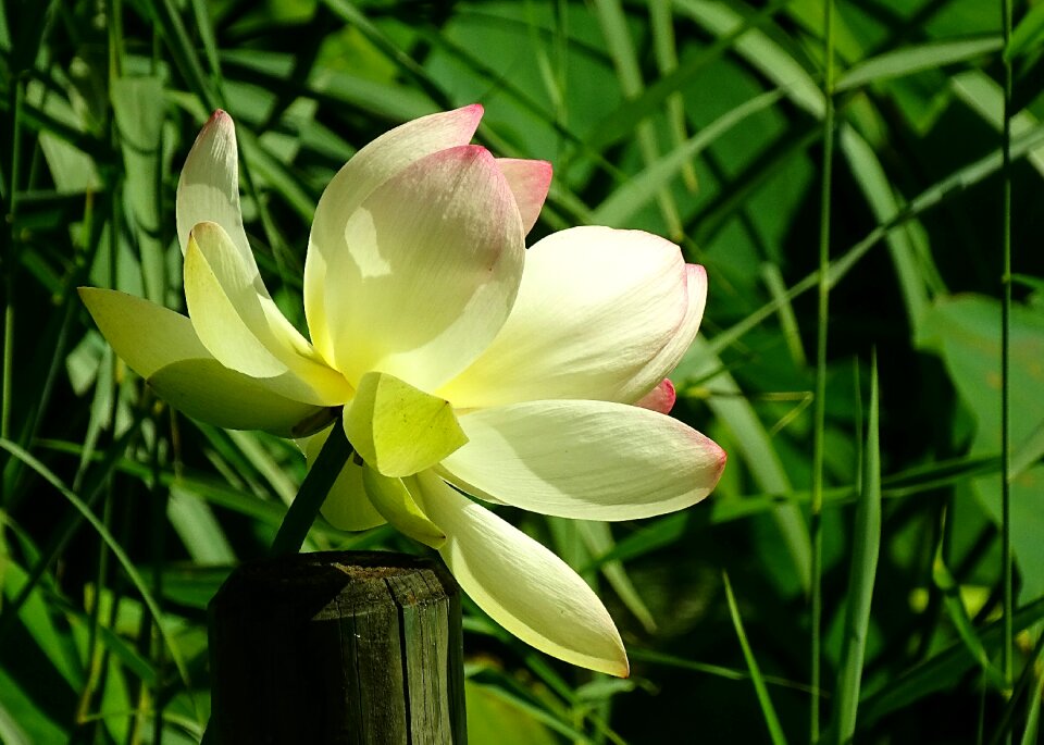 Plant aquatic plant flowers