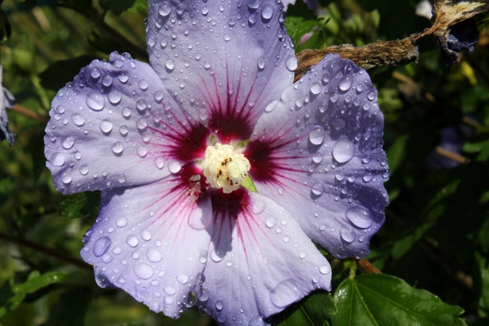 Petals raindrop ornamental plant