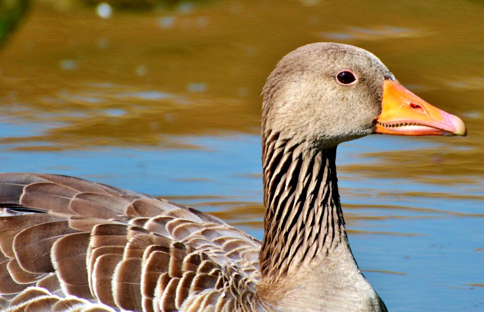 Water bird poultry swim