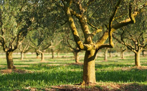 Provence olives close up