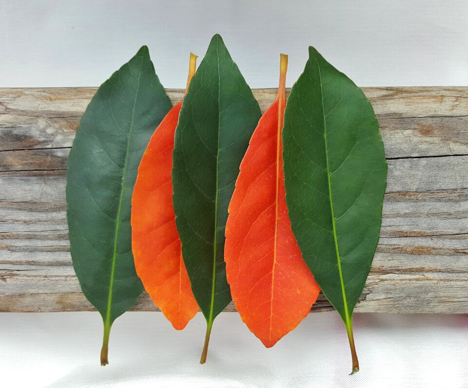 Autumn fall leaves colors