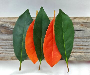 Autumn fall leaves colors