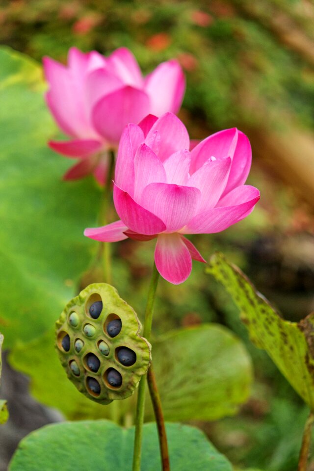 Nymphaea lotus seed seed pod