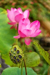 Nymphaea lotus seed seed pod