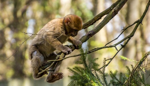 Young monkey monkey mountain salem