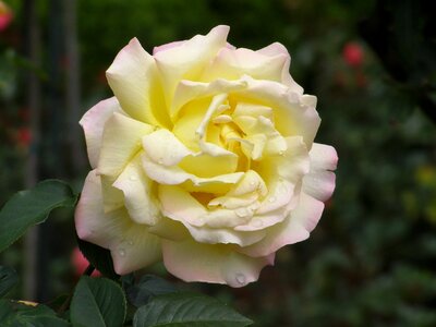 Rose bloom yellow rose garden rose photo