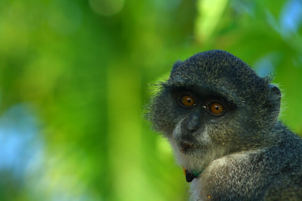 Zanzibar monkey green