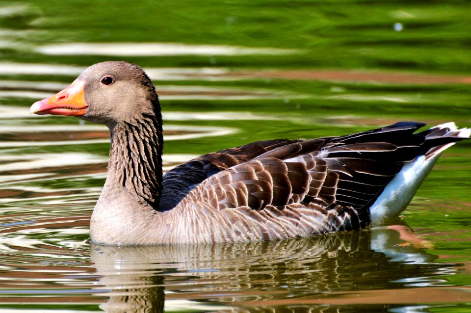 Water bird poultry swim