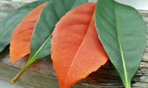 Autumn fall leaves colors photo