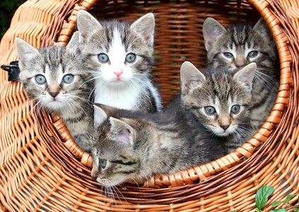 Animals kitten basket photo