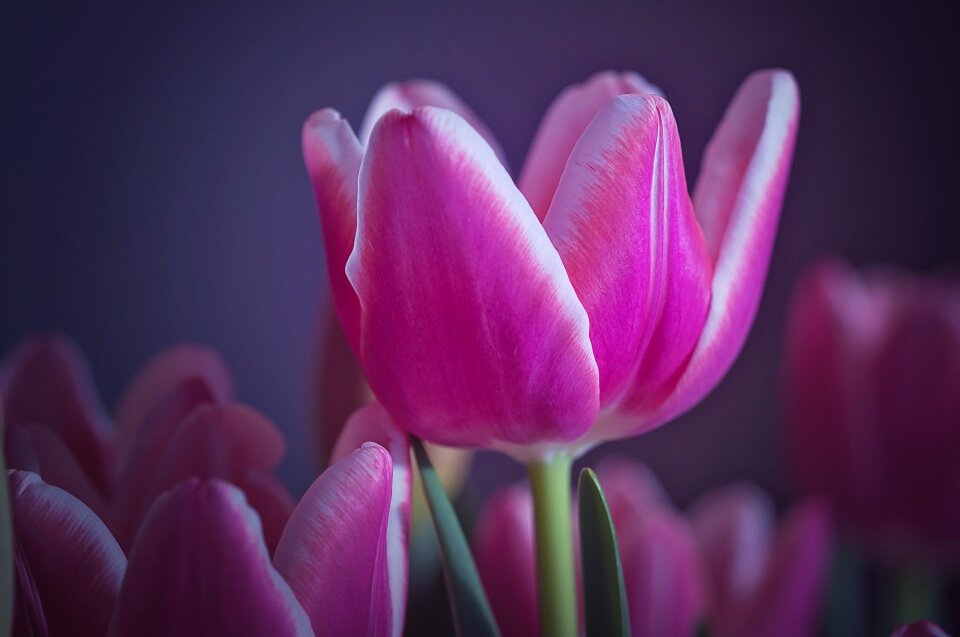 Nature plant blossom