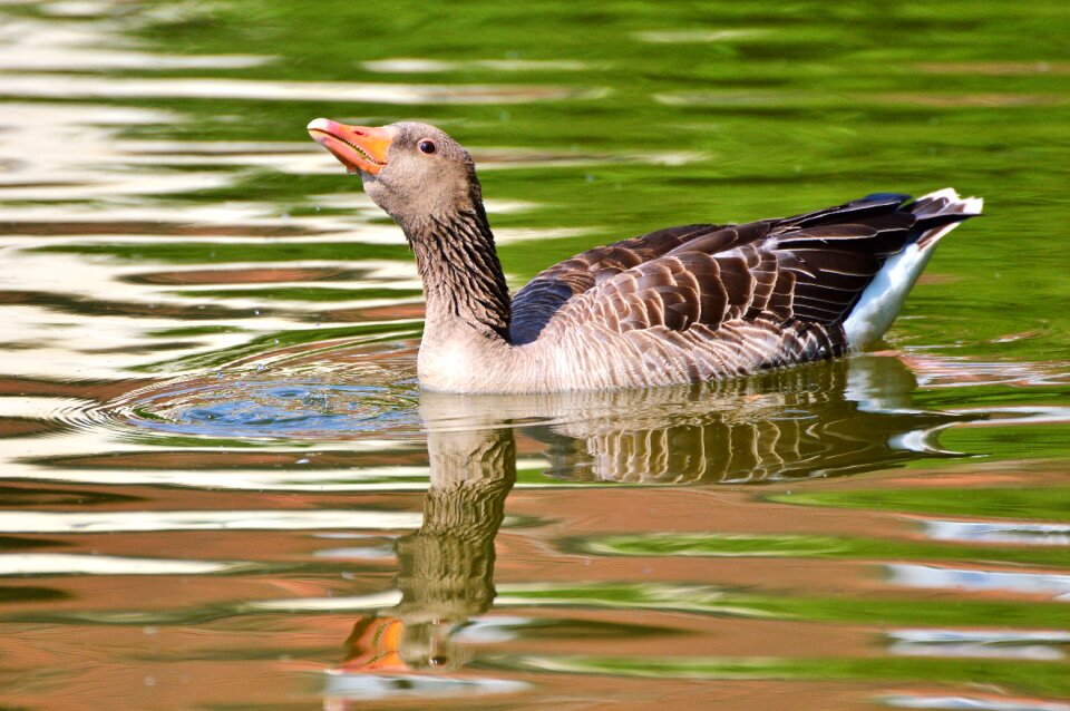 Water bird poultry swim