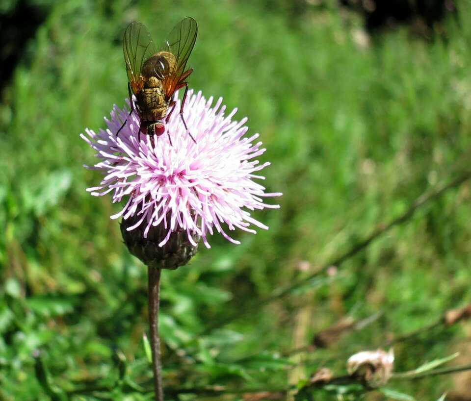 Blossom bloom purple thistle flower